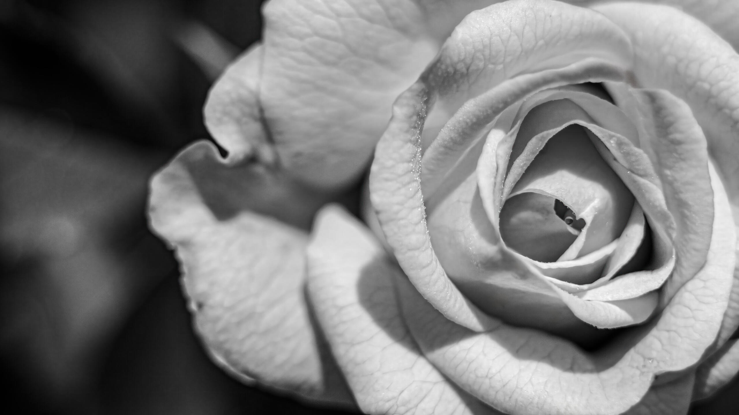 Rose Bud Revelation, 2023. Aleksejs Zuravlovs. MIME: image/jpeg, Token: FA2, Storage: IPFS, Contract: KT1...