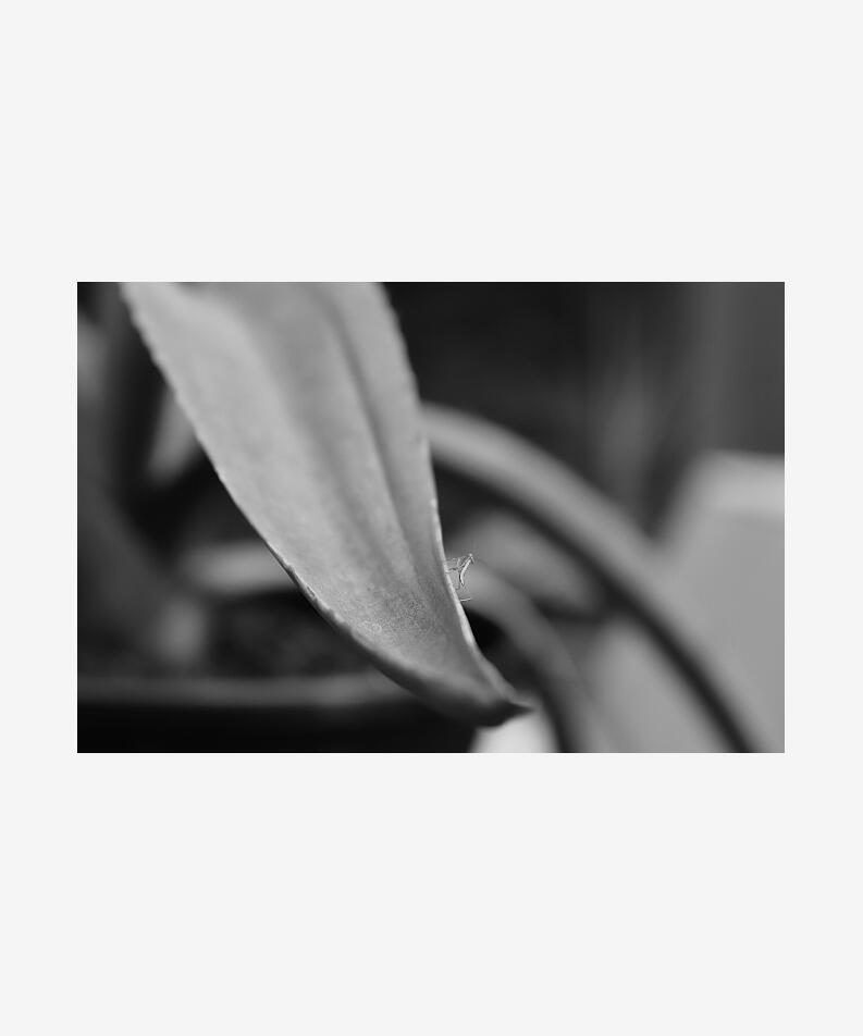 Nicholas Lucci Mantis, 2021 United States Photograph, editioned