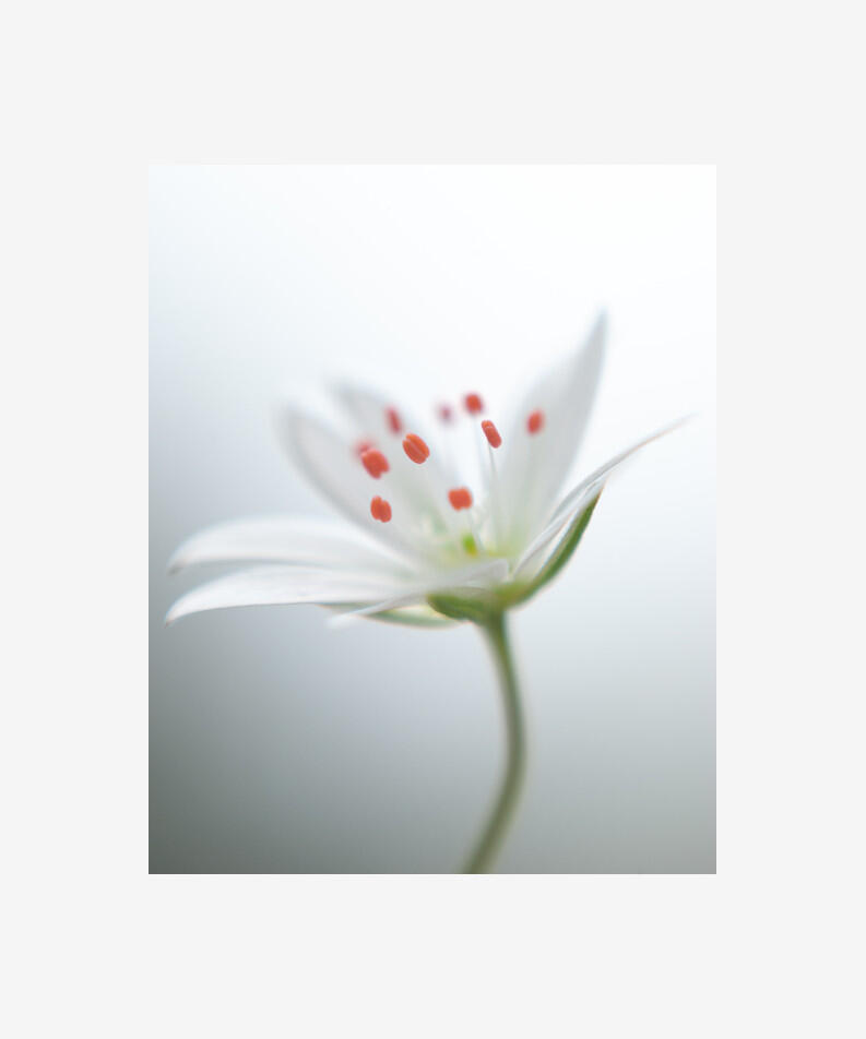 Micael Widell Sweden White and Red Flower, 2021 Photograph, editioned