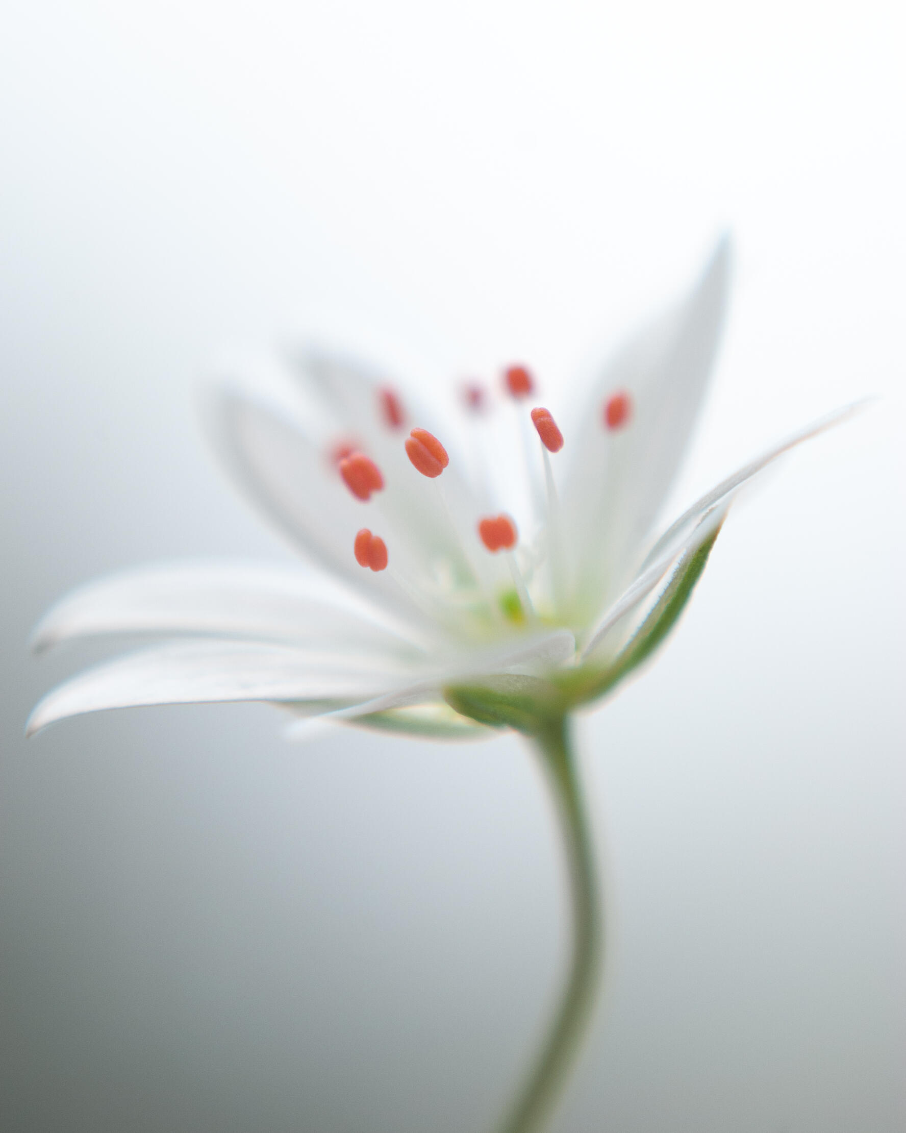 White and Red Flower, 2021. Micael Widell. MIME: image/jpeg, Token: FA2, Storage: IPFS, Contract: KT1...