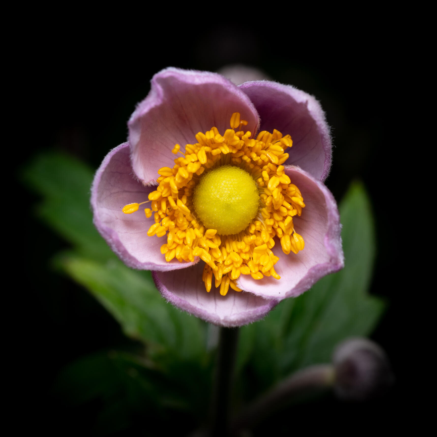 Flower at Kew Gardens, 2021. Micael Widell. MIME: image/jpeg, Token: FA2, Storage: IPFS, Contract: KT1...